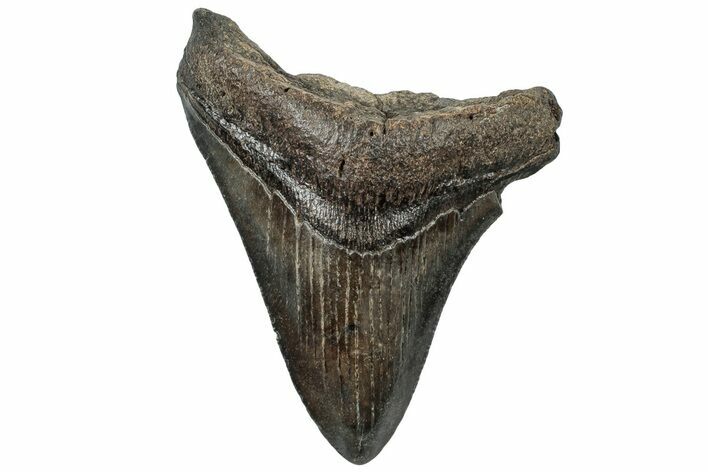 Serrated, Fossil Megalodon Tooth - South Carolina #310078